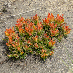 Castilleja moranensis