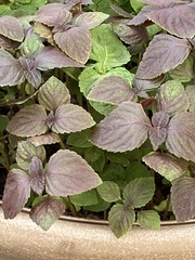 Perilla