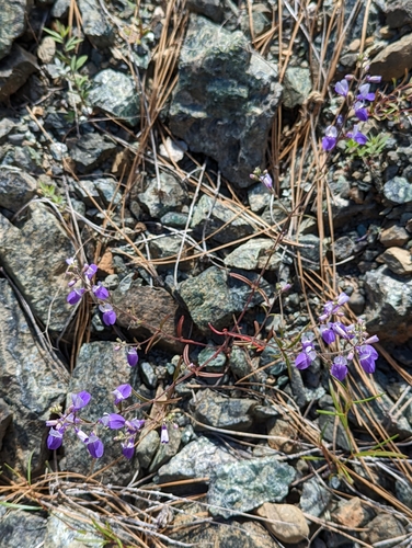 Image of Collinsia linearis by (c) Logan J.L. Bradley, some rights reserved (CC BY)