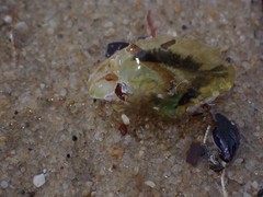 Electroma papilionacea