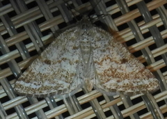 Eufidonia convergaria