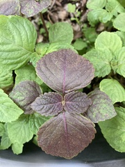 Perilla