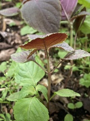 Perilla