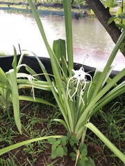 Hymenocallis caribaea