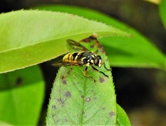 Temnostoma alternans