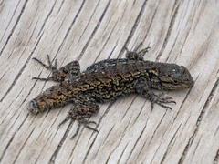 Sceloporus anahuacus