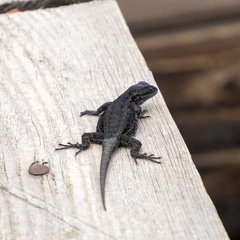 Sceloporus anahuacus