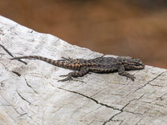Sceloporus anahuacus
