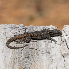 Sceloporus anahuacus