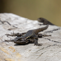 Sceloporus anahuacus