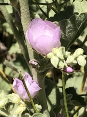 Malacothamnus orbiculatus