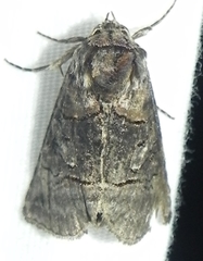 Abrostola urentis