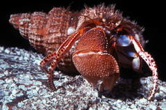 Elassochirus tenuimanus