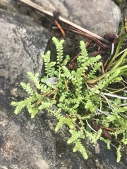 Selaginella apoda