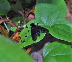 Chrysopilus connexus