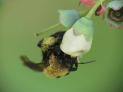 Andrena vicina