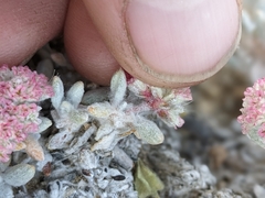 Eriogonum shockleyi