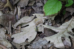 Melanoplus viridipes