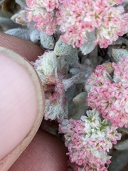 Eriogonum shockleyi