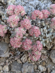 Eriogonum shockleyi