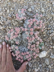 Eriogonum shockleyi