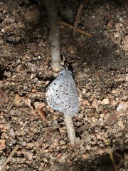 Celastrina echo sidara