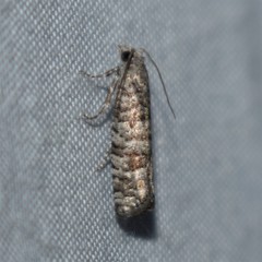 Retinia gemistrigulana