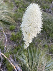 Xerophyllum