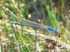 Argia alberta