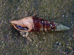 Isara glabra