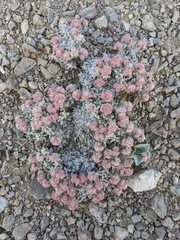 Eriogonum shockleyi