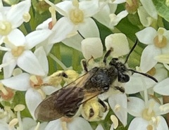Gonandrena