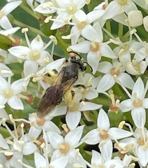 Gonandrena