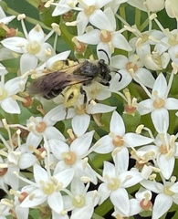 Gonandrena