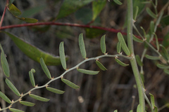Capparis lasiantha