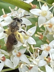 Gonandrena