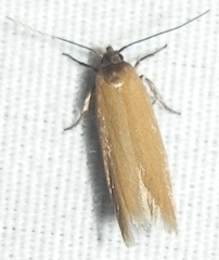 Holcocera immaculella