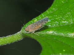 Osbornellus rotundus
