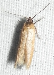 Holcocera immaculella