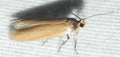 Holcocera immaculella