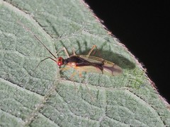 Hyaliodes