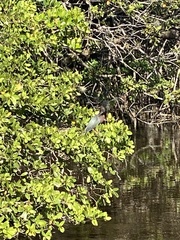 Butorides virescens image