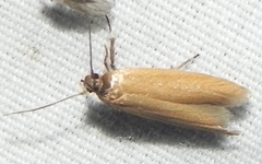 Holcocera immaculella
