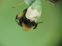Andrena vicina