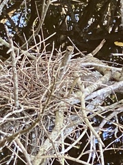 Butorides virescens image