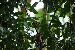 Pipilo maculatus oregonus