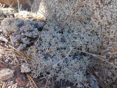 Eriogonum kennedyi