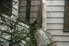 Pipilo maculatus oregonus