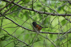 Pipilo maculatus oregonus