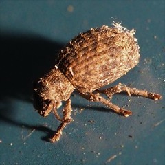 Myosides seriehispidus